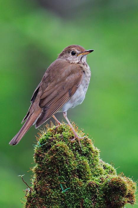 Bicknell's Thrush