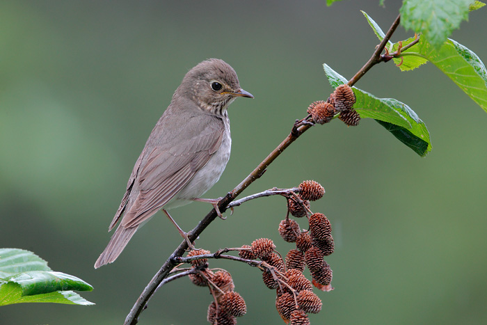 Swainson's Thrush