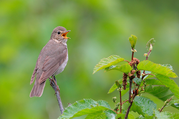 Swainson's Thrush