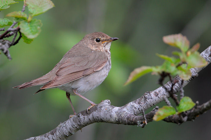 Swainson's Thrush