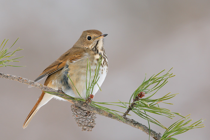 Hermit Thrush