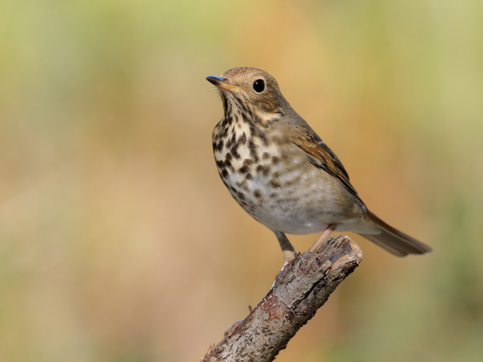 Hermit Thrush