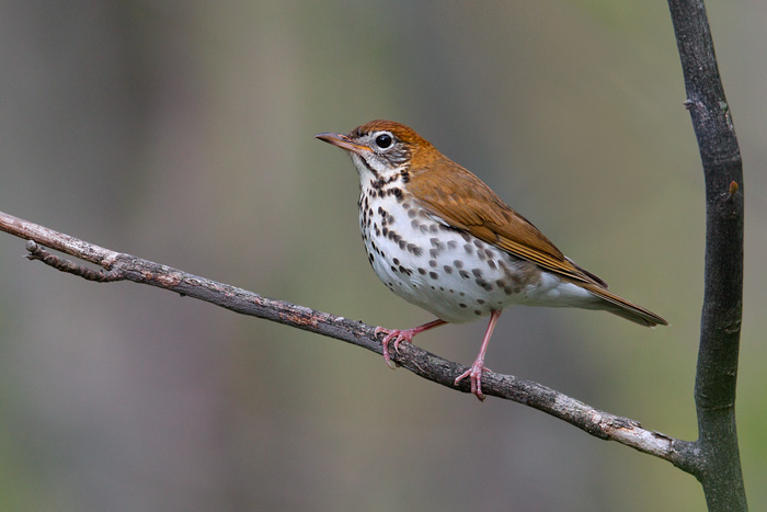 Wood Thrush