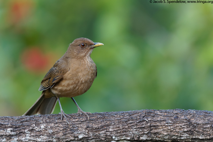 Clay-colored Thrush