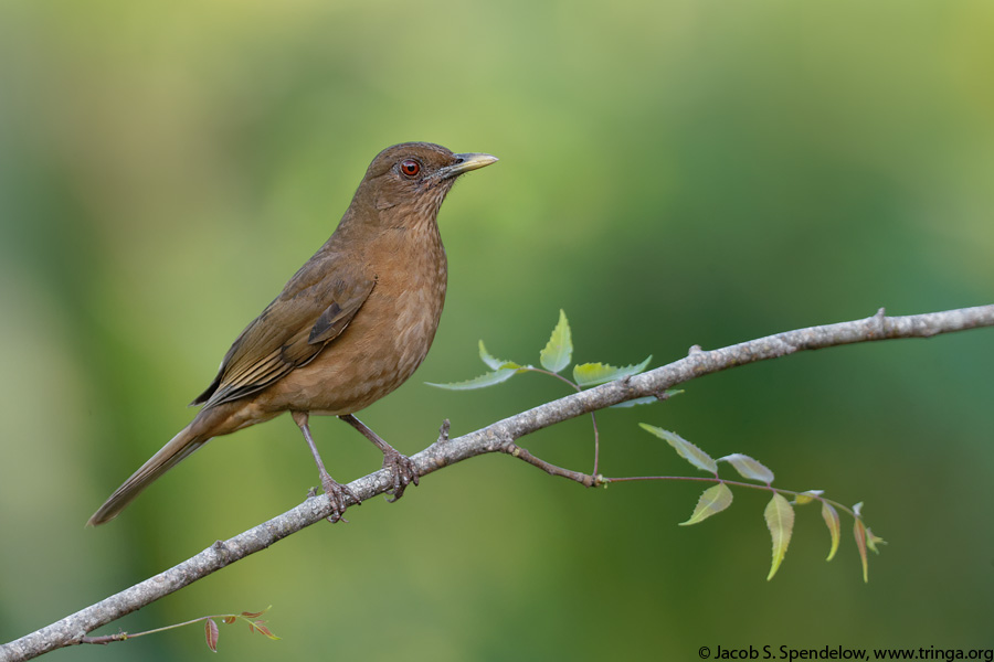 Clay-colored Thrush