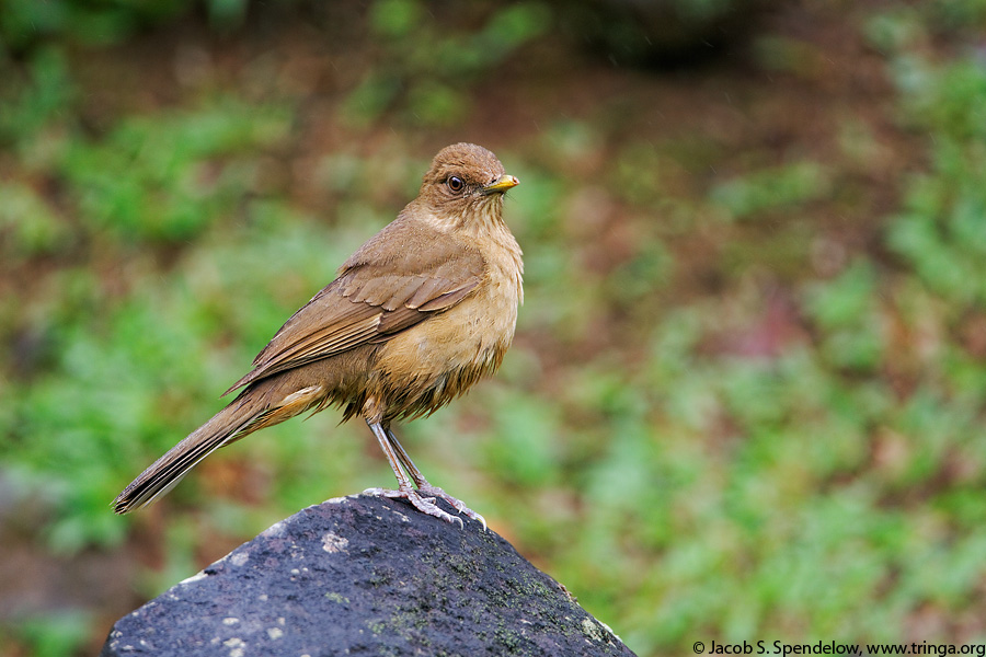 Clay-colored Thrush