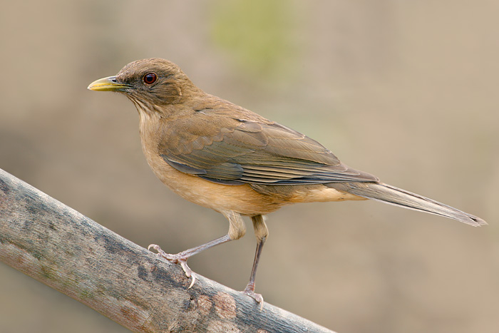 Clay-colored Thrush