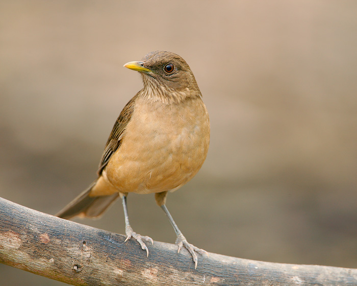 Clay-colored Thrush