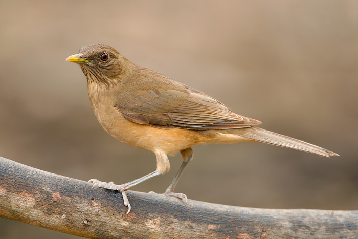 Clay-colored Thrush