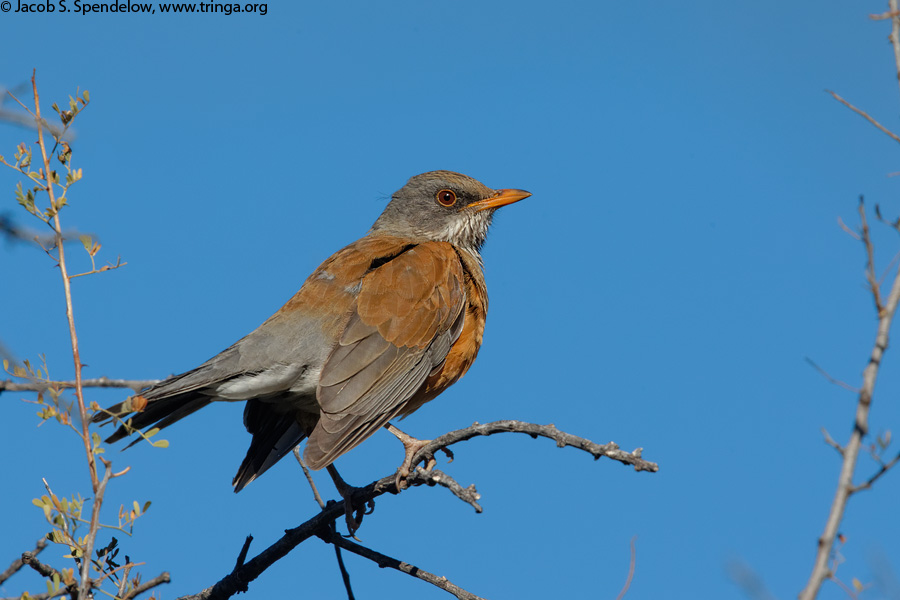 Rufous-backed Robin