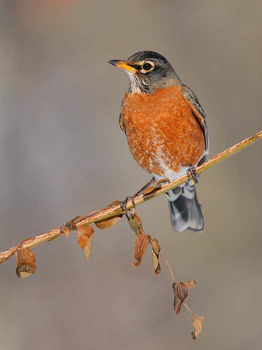 American Robin