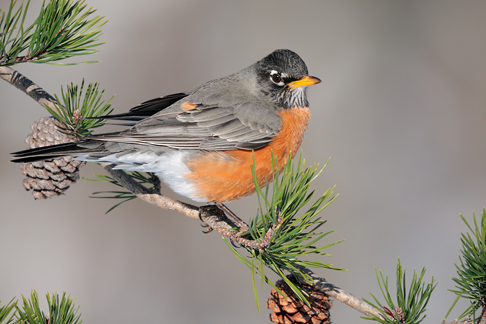 American Robin