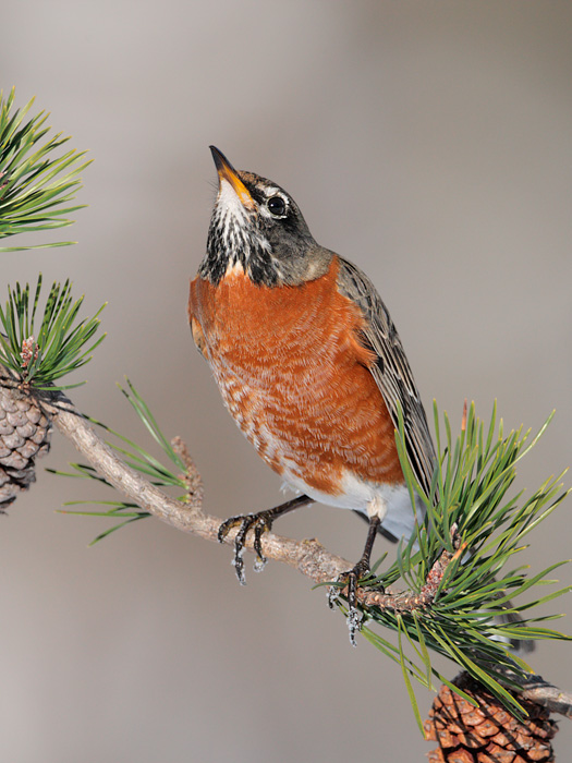 American Robin