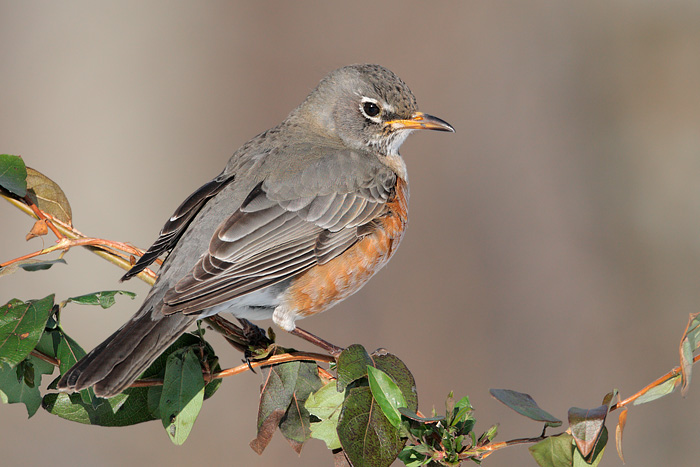 American Robin