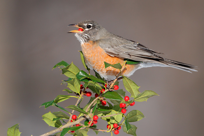 American Robin