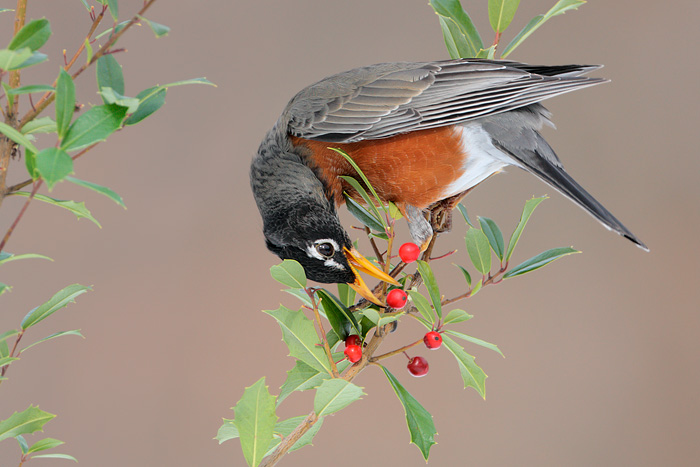 American Robin