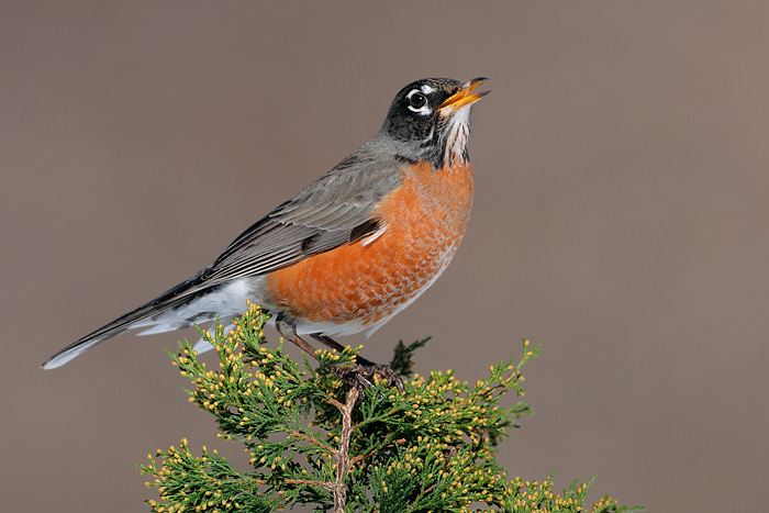 American Robin