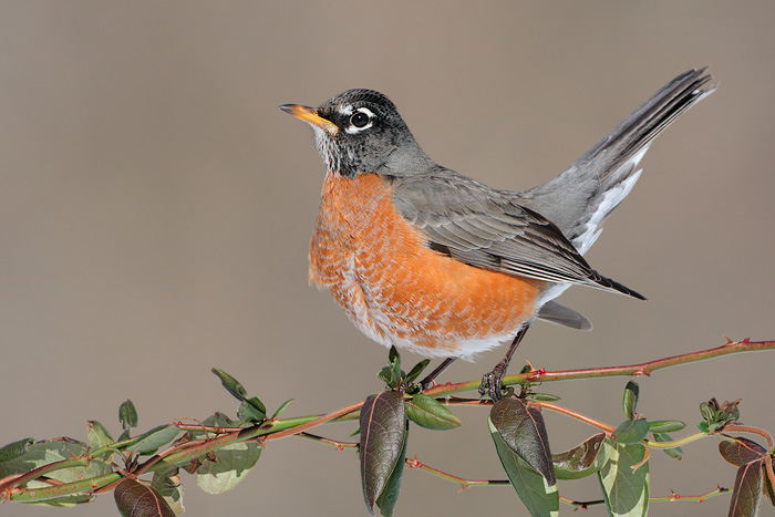 American Robin