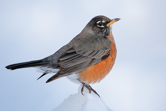 American Robin