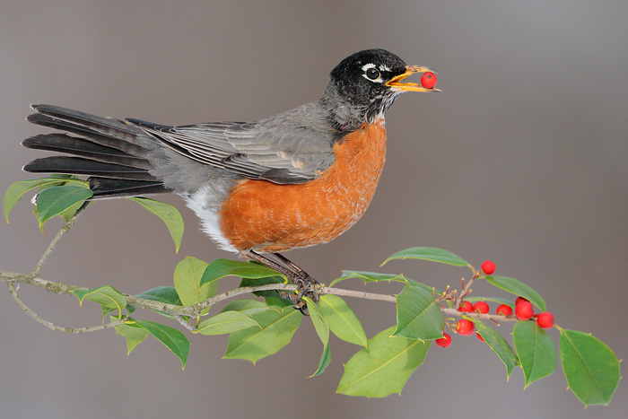 American Robin