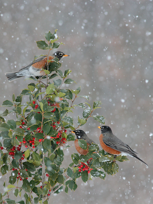 American Robin