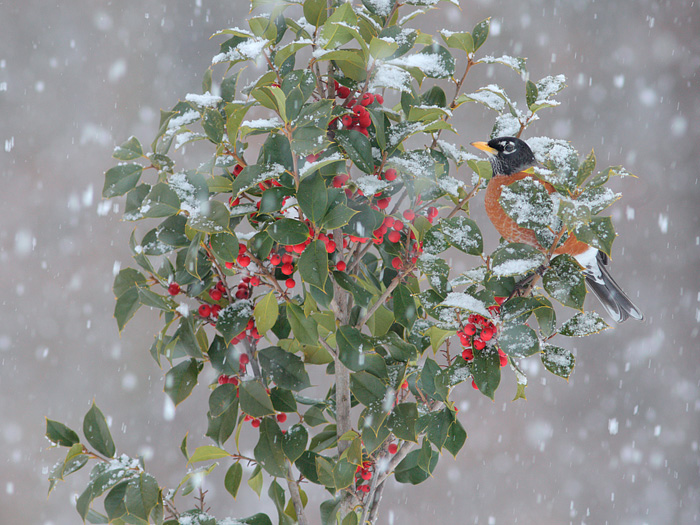 American Robin