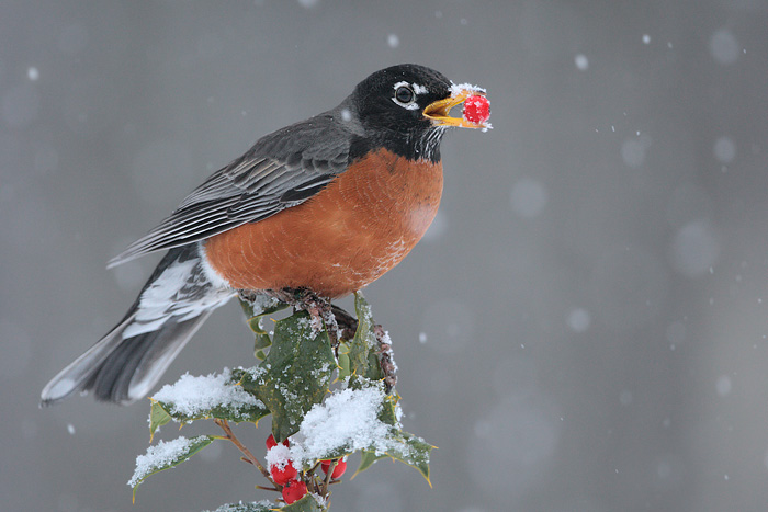 American Robin