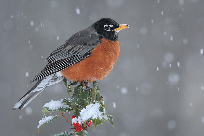 American Robin