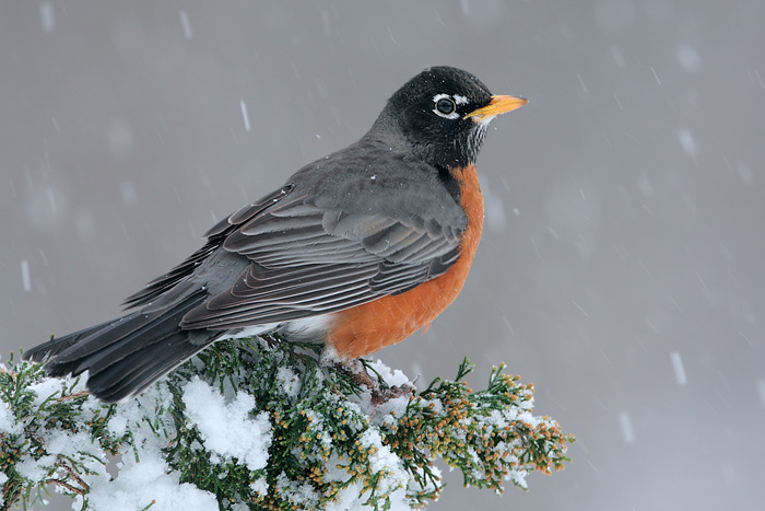 American Robin