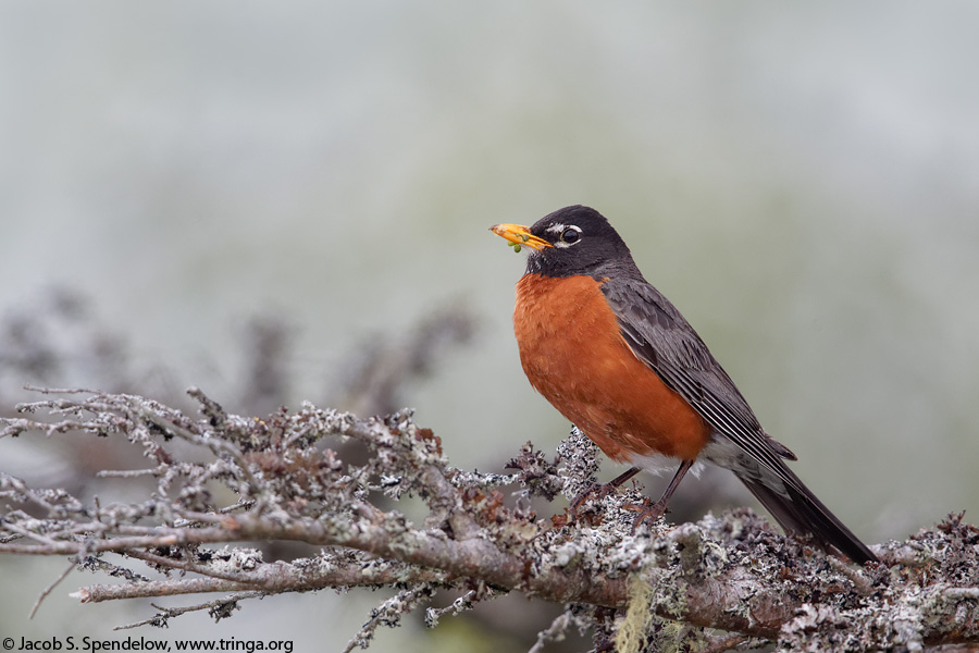 American Robin