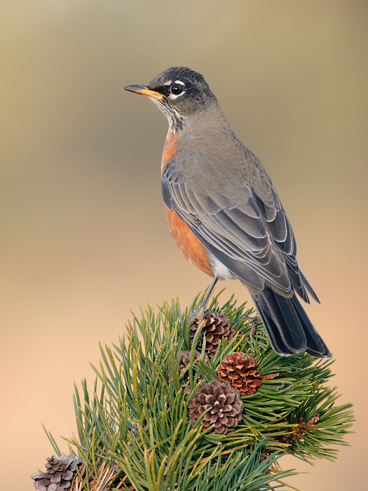 American Robin