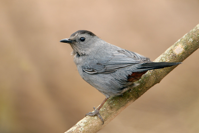 Gray Catbird