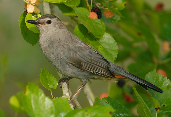 Gray Catbird