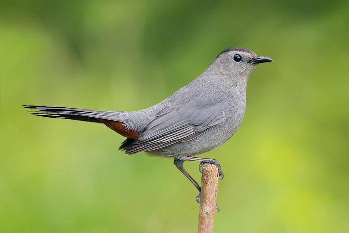 Gray Catbird