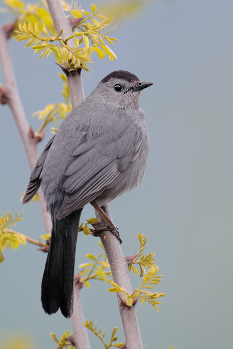 Gray Catbird