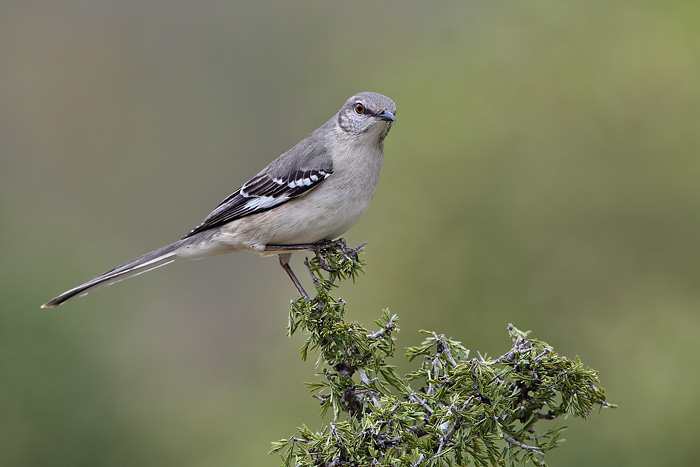 Northern Mockingbird