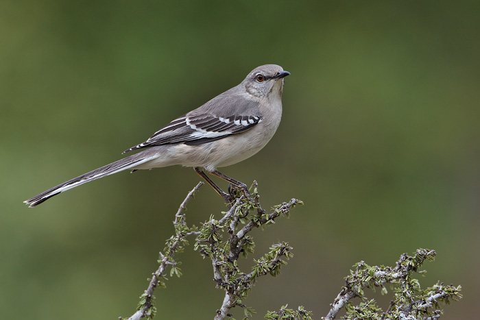 Northern Mockingbird