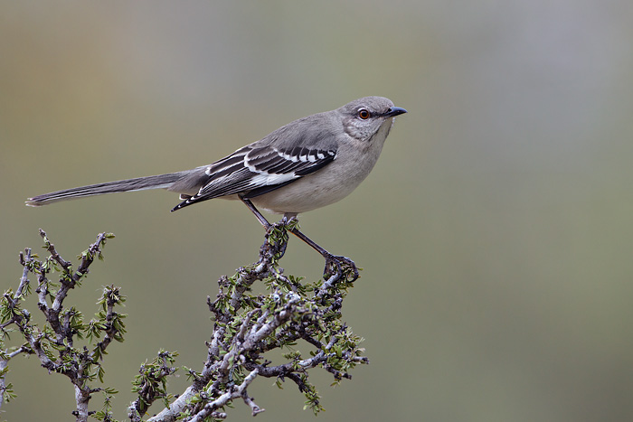 Northern Mockingbird