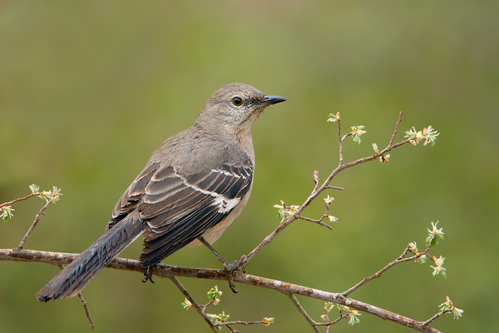 Northern Mockingbird