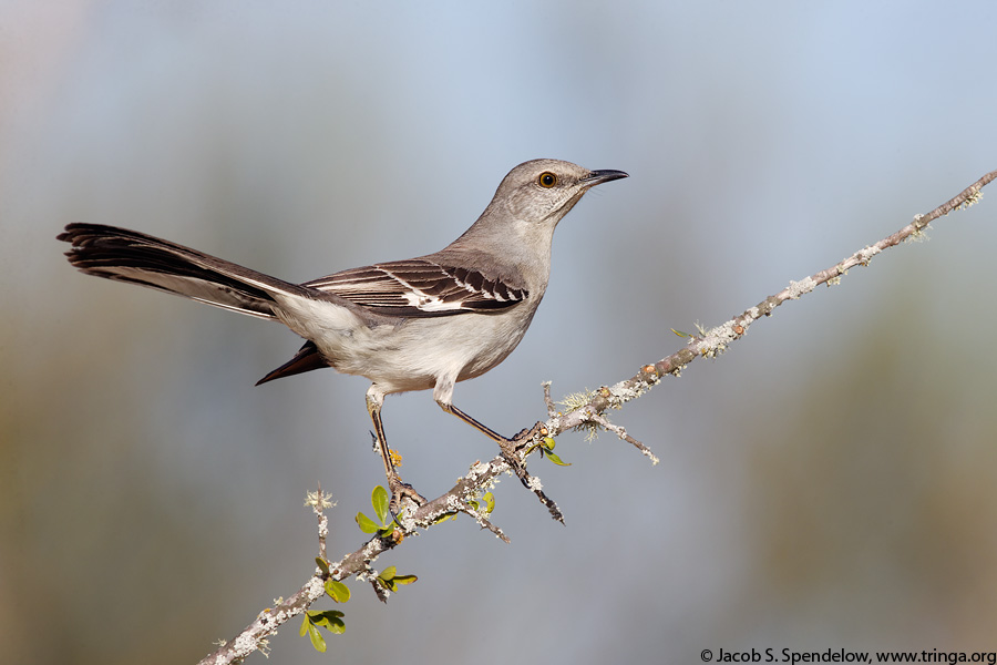 Northern Mockingbird