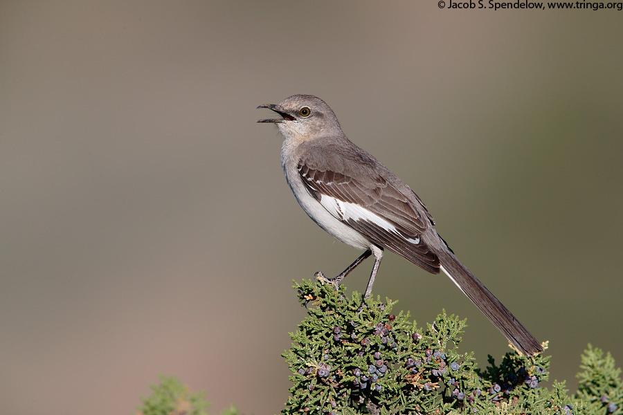 Northern Mockingbird