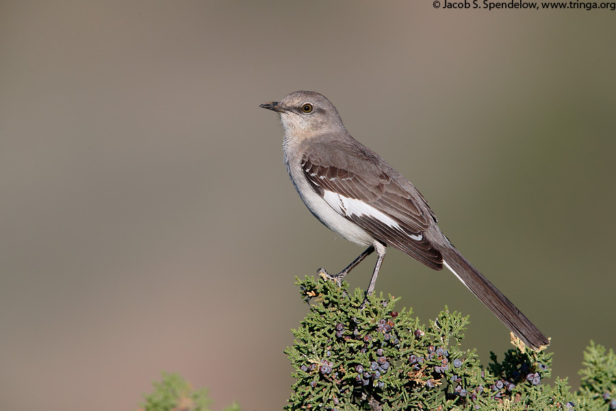 Northern Mockingbird