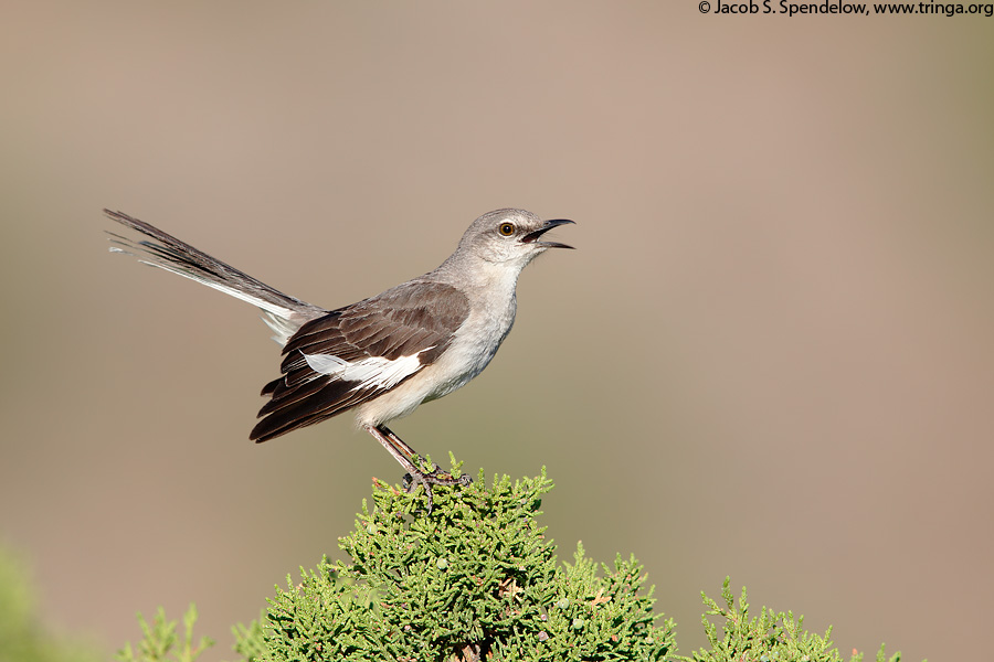 Northern Mockingbird