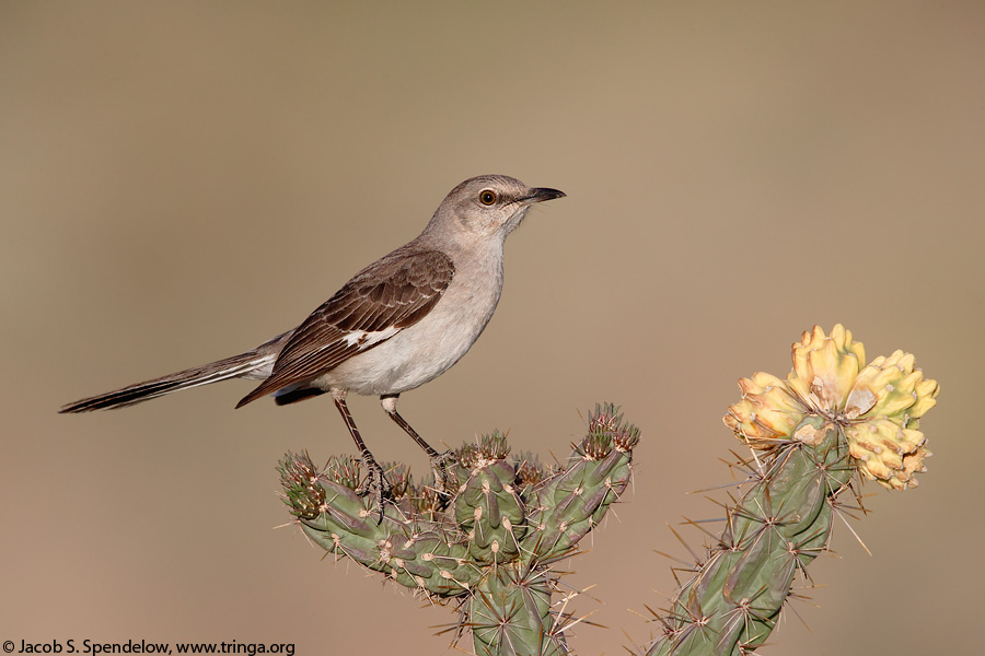 Northern Mockingbird