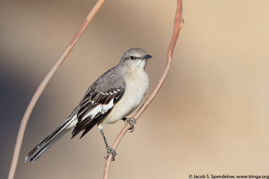 Northern Mockingbird