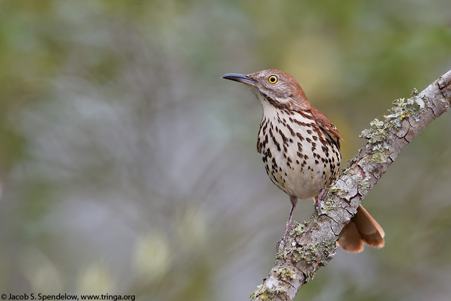 Brown Thrasher