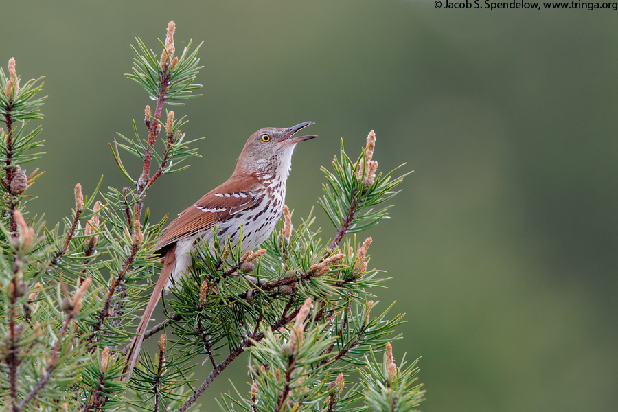 Brown Thrasher