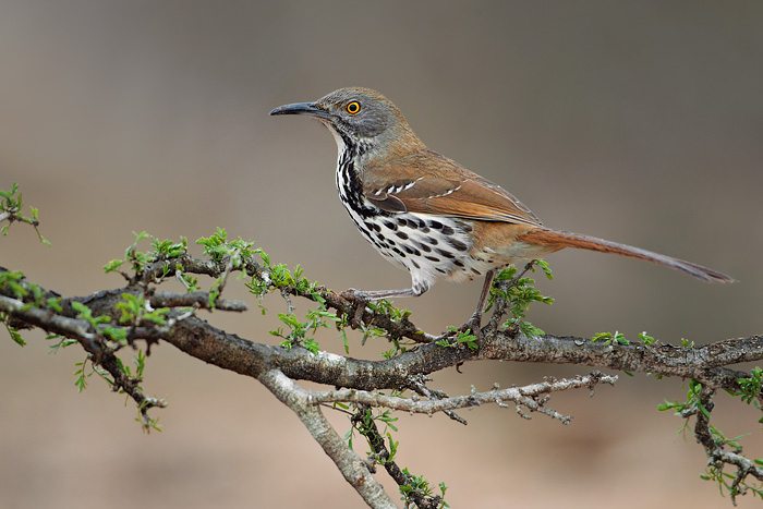 Long-billed Thrasher