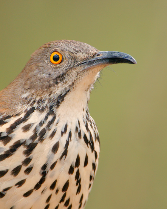 Long-billed Thrasher