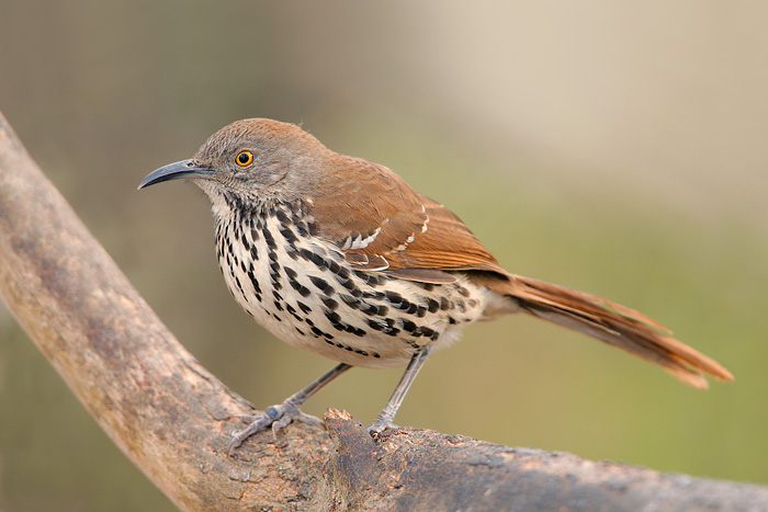 Long-billed Thrasher